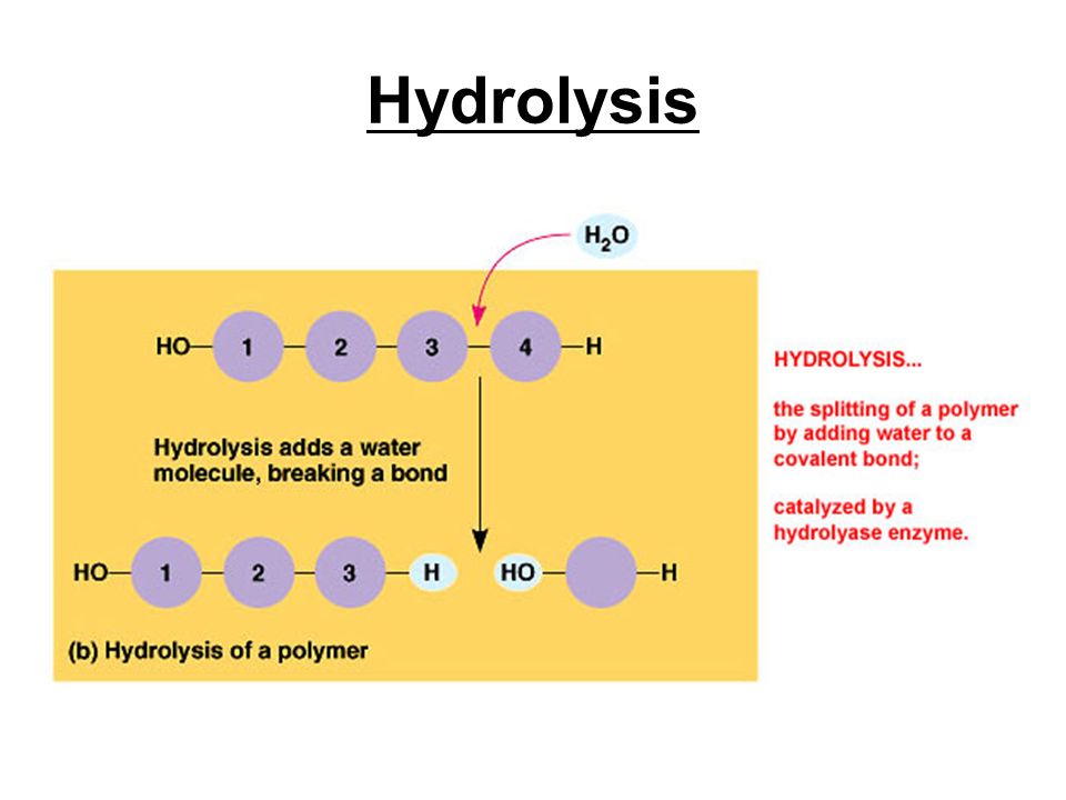 Hydrolysis