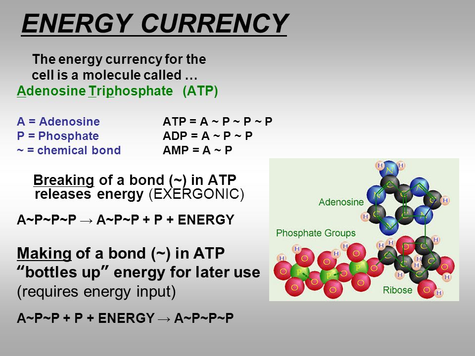ENERGY CURRENCY Making of a bond (~) in ATP