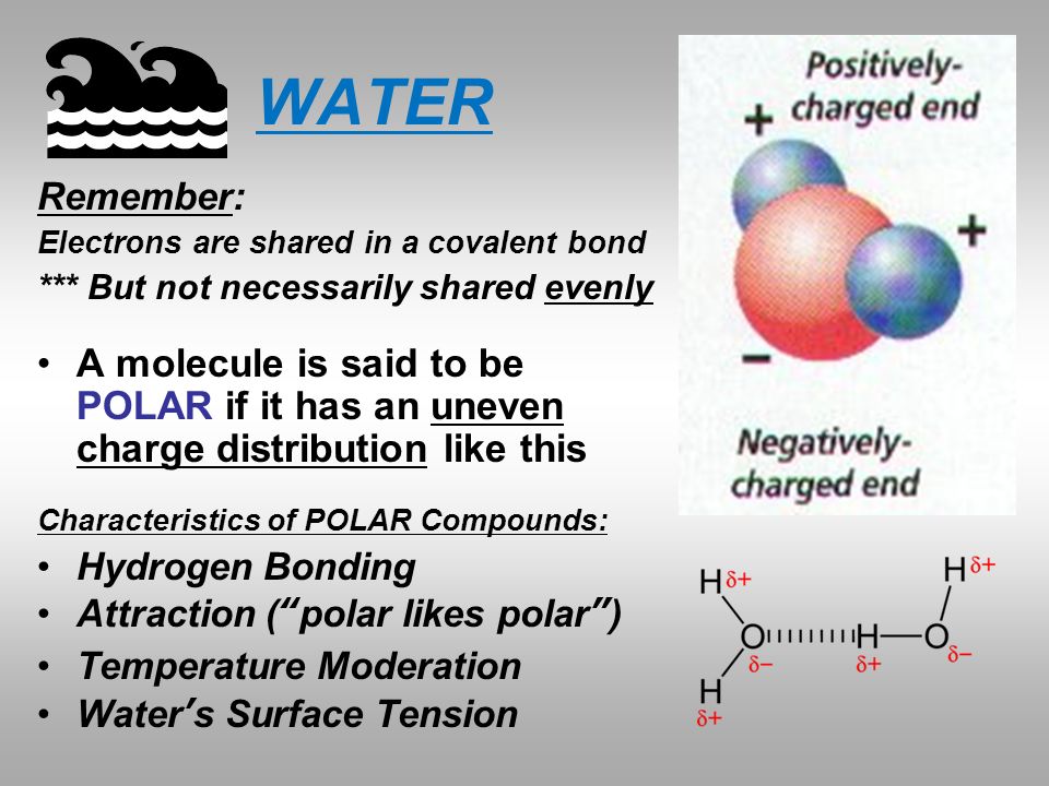 WATER Remember: Electrons are shared in a covalent bond. *** But not necessarily shared evenly.
