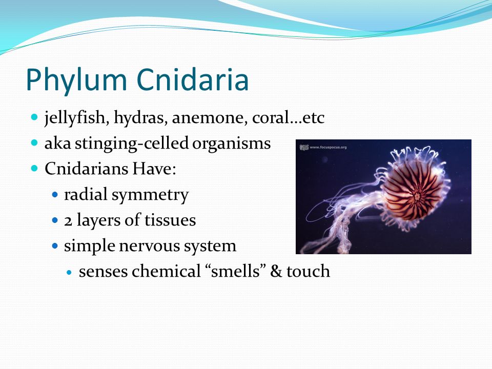 Phylum Cnidaria jellyfish, hydras, anemone, coral…etc