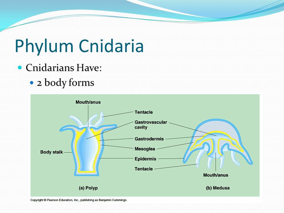 Phylum Cnidaria Cnidarians Have: 2 body forms