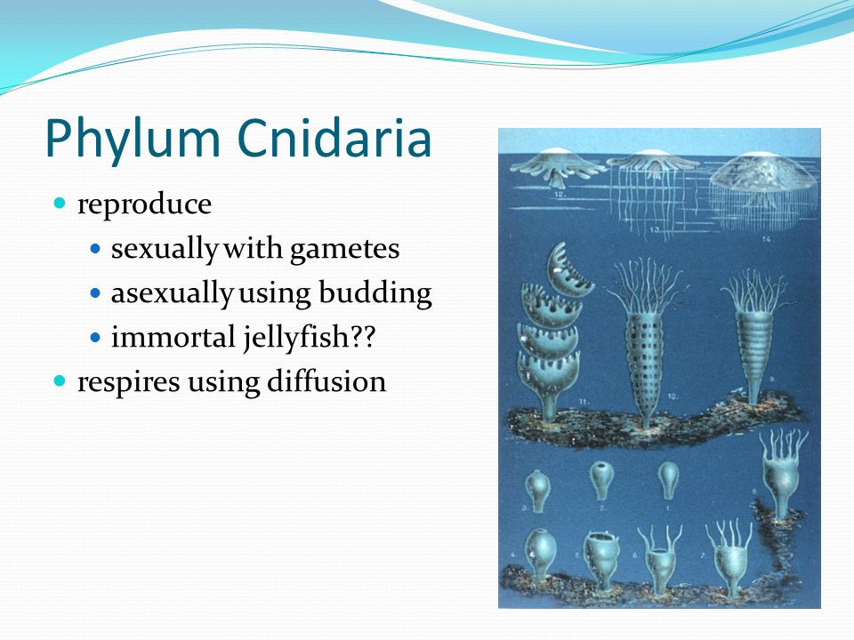 Phylum Cnidaria reproduce sexually with gametes