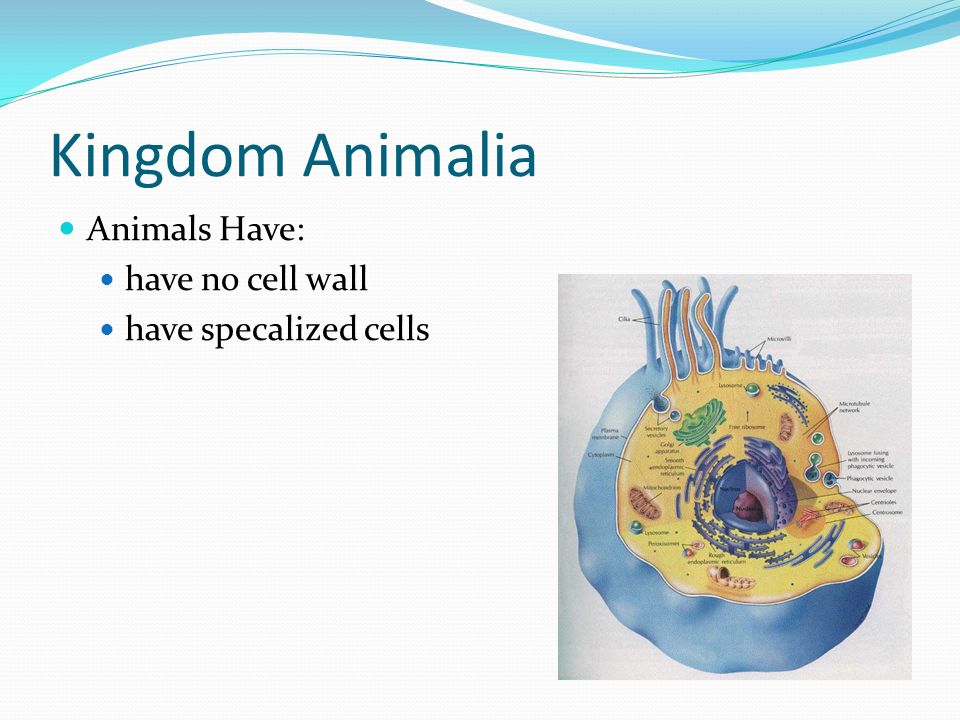 Kingdom Animalia Animals Have: have no cell wall have specalized cells