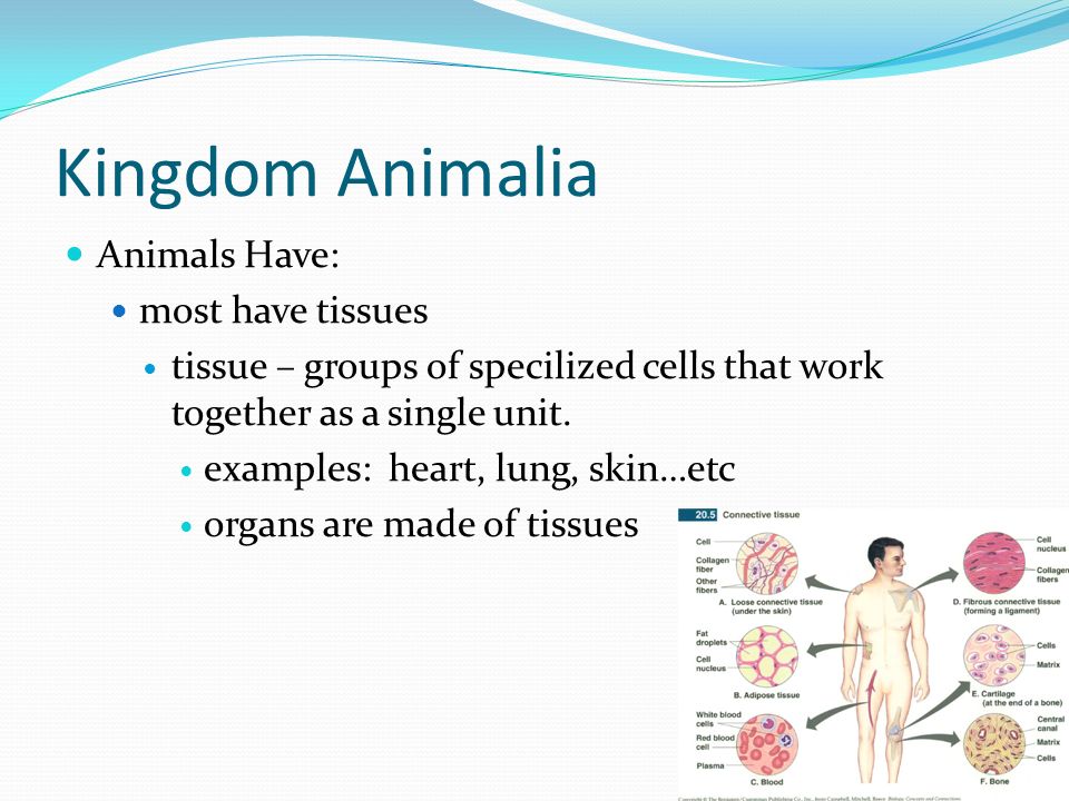 Kingdom Animalia Animals Have: most have tissues