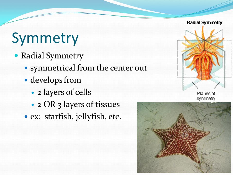 Symmetry Radial Symmetry symmetrical from the center out develops from
