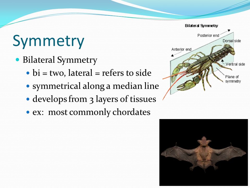 Symmetry Bilateral Symmetry bi = two, lateral = refers to side