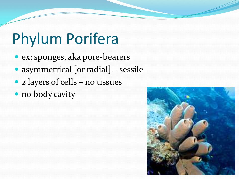 Phylum Porifera ex: sponges, aka pore-bearers