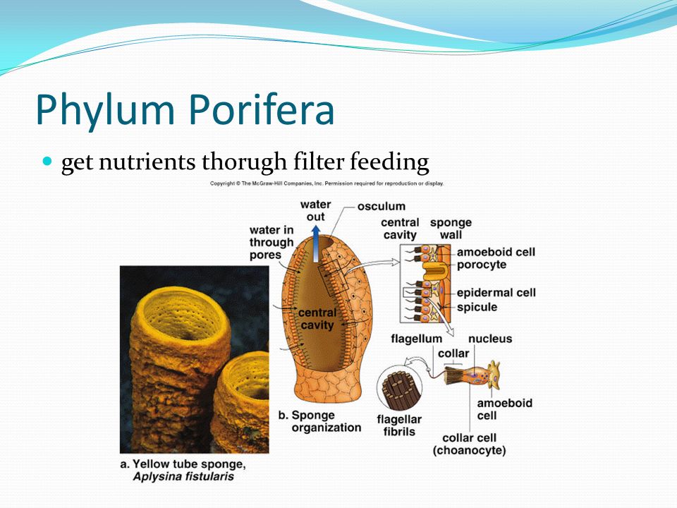 Phylum Porifera get nutrients thorugh filter feeding