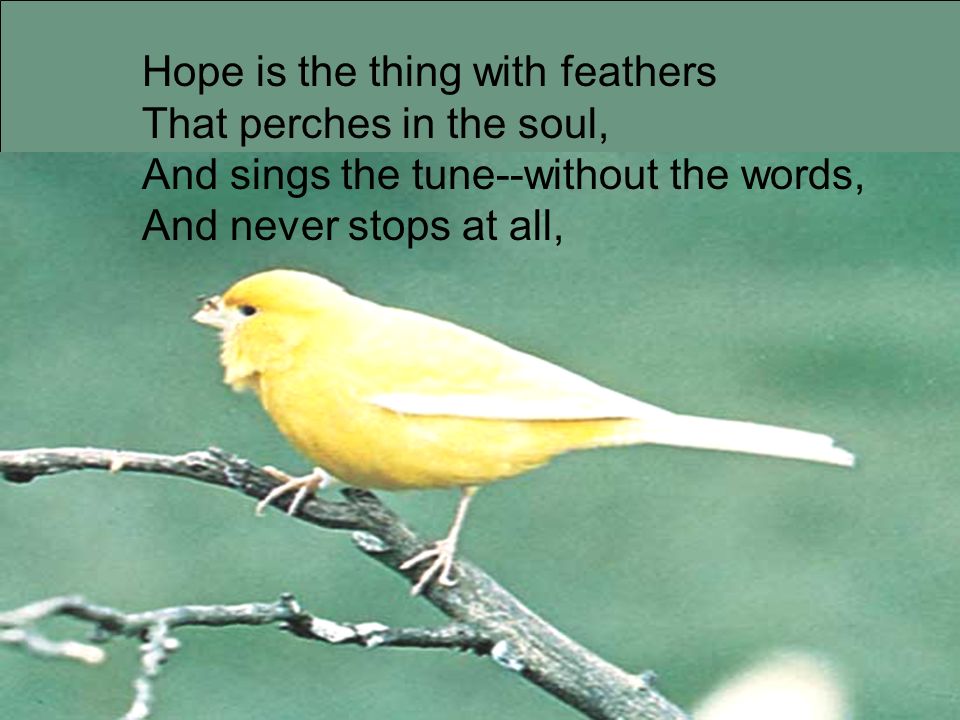 Hope is the thing with feathers That perches in the soul, And sings the tune--without the words, And never stops at all,