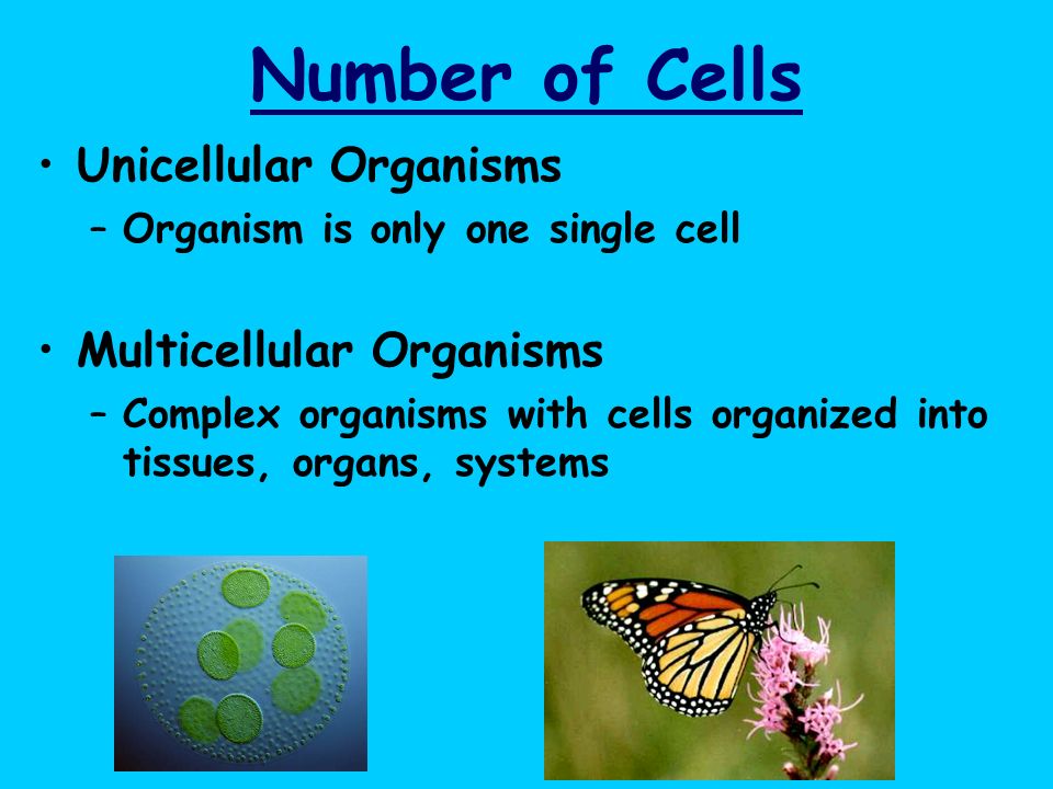 Number of Cells Unicellular Organisms Multicellular Organisms