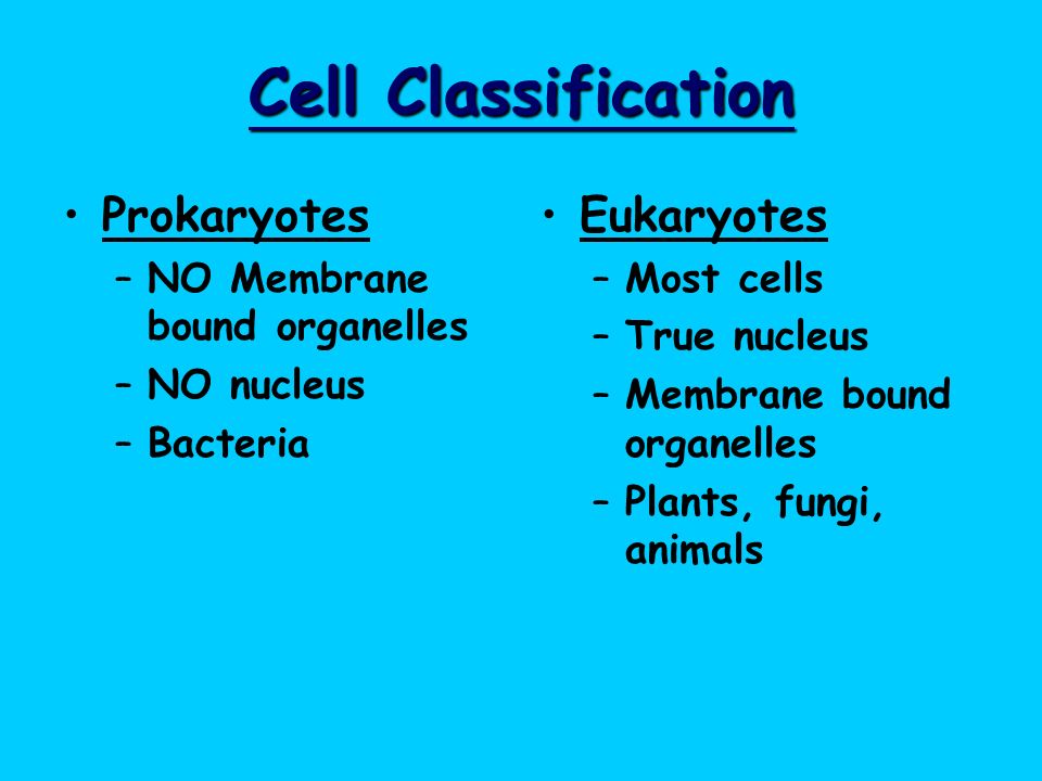 Cell Classification Prokaryotes Eukaryotes