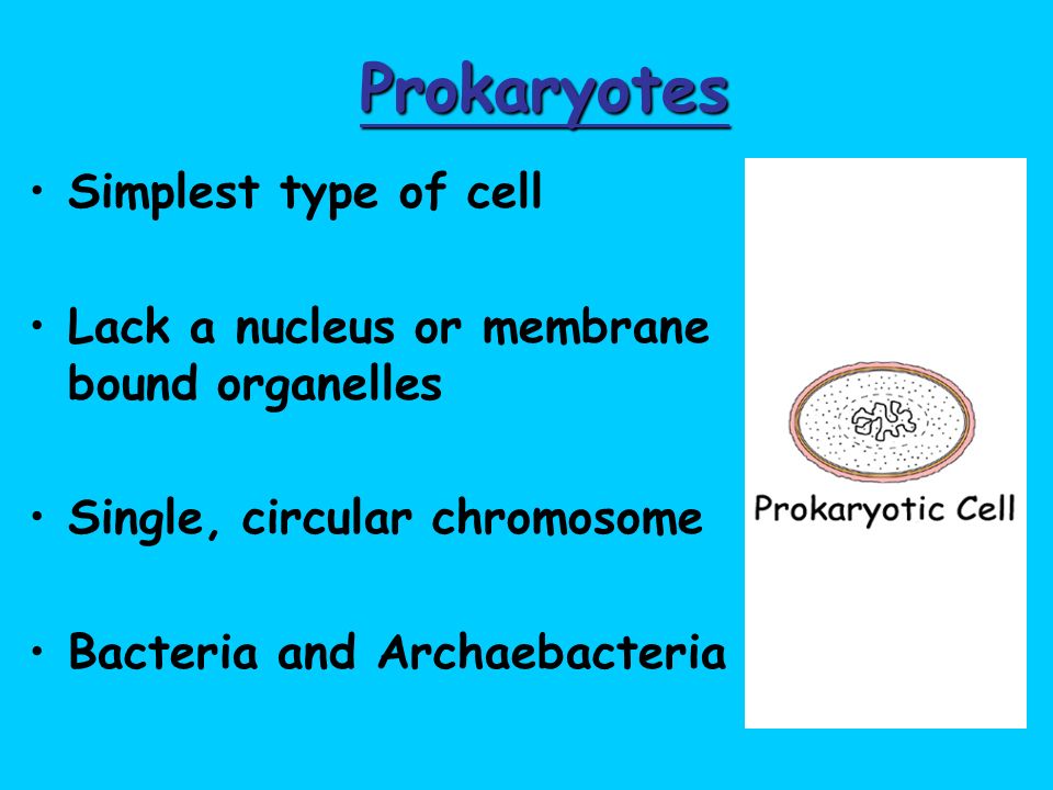 Prokaryotes Simplest type of cell