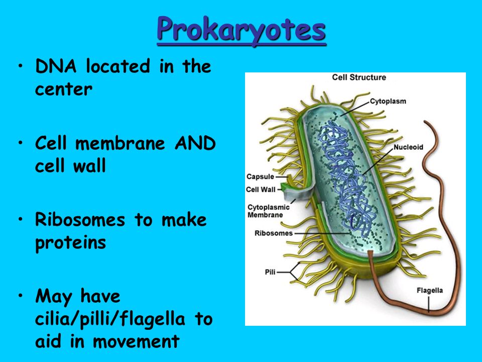 Prokaryotes DNA located in the center Cell membrane AND cell wall