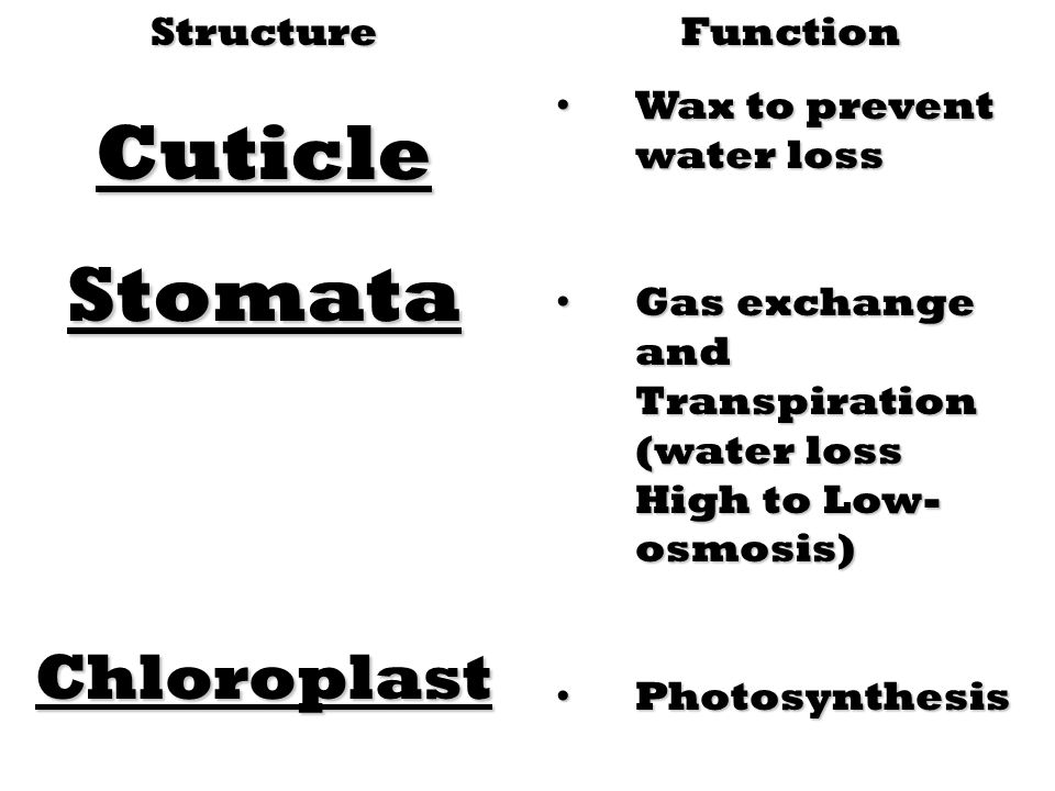 Cuticle Stomata Chloroplast Structure Function