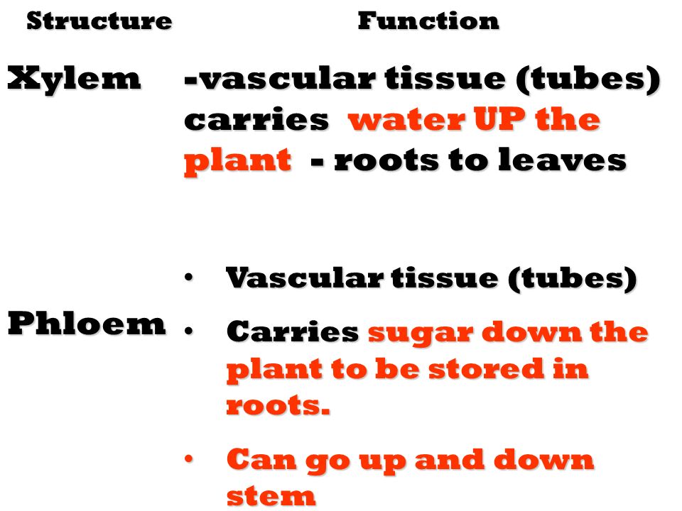 -vascular tissue (tubes) carries water UP the plant - roots to leaves