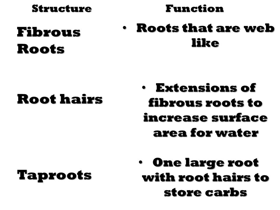 Fibrous Roots Root hairs Taproots Roots that are web like