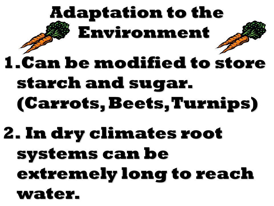 Adaptation to the Environment