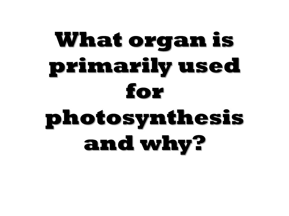 What organ is primarily used for photosynthesis and why
