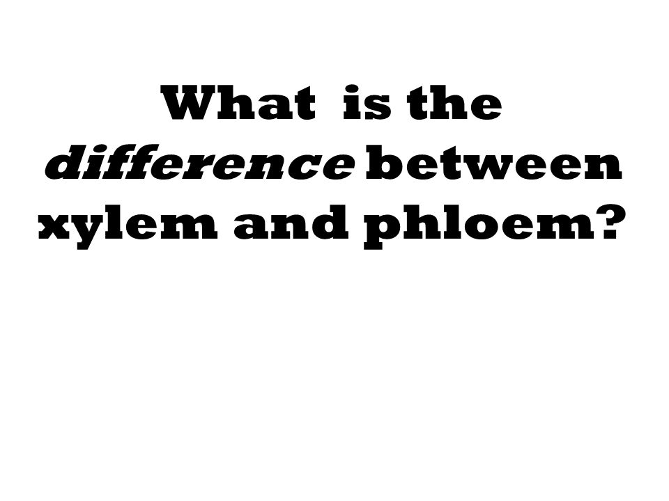 What is the difference between xylem and phloem