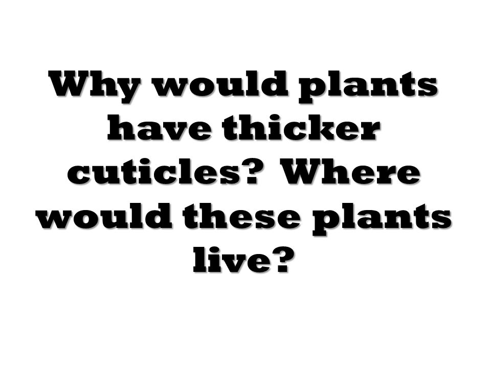 Why would plants have thicker cuticles Where would these plants live