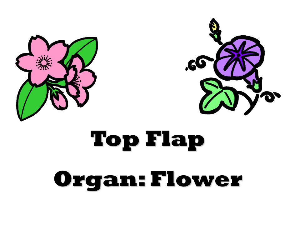 Top Flap Organ: Flower