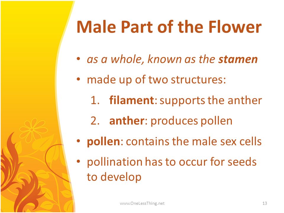 Male Part of the Flower as a whole, known as the stamen