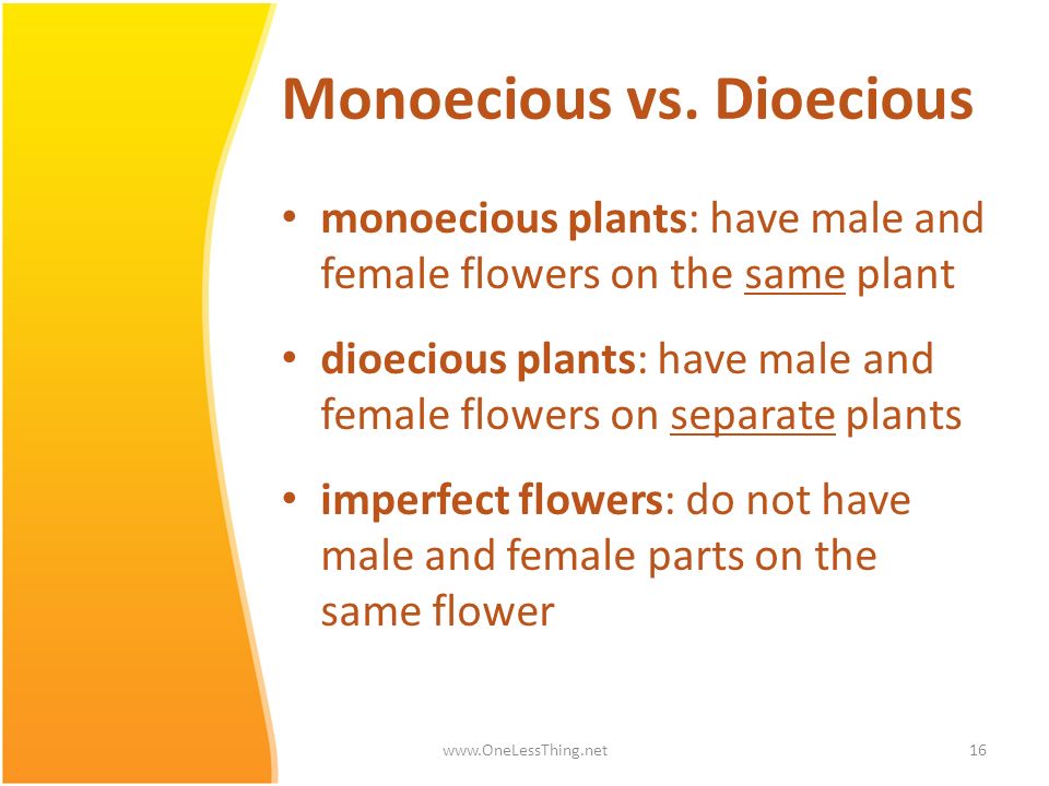 Monoecious vs. Dioecious