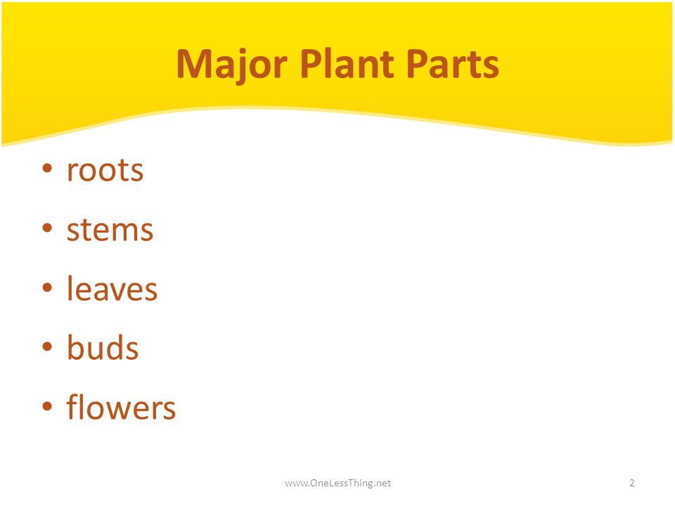 Major Plant Parts roots stems leaves buds flowers