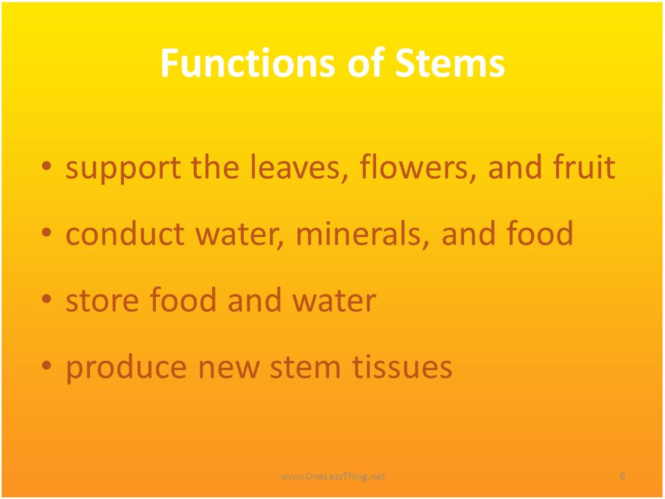 Functions of Stems support the leaves, flowers, and fruit
