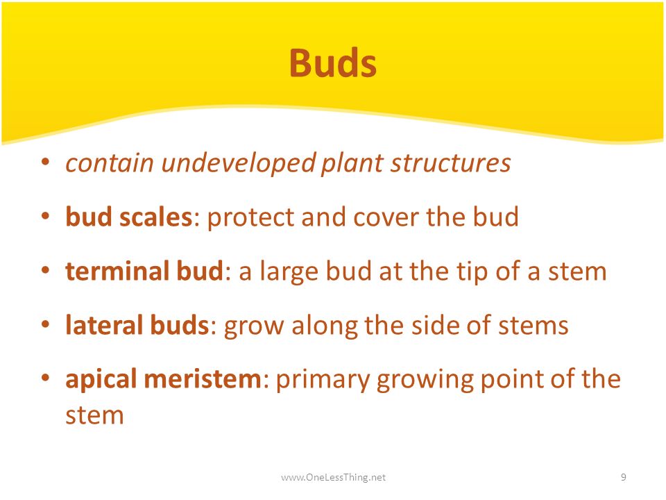 Buds contain undeveloped plant structures