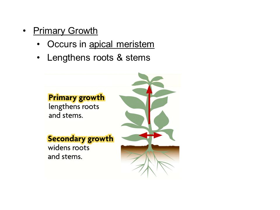Primary Growth Occurs in apical meristem Lengthens roots & stems