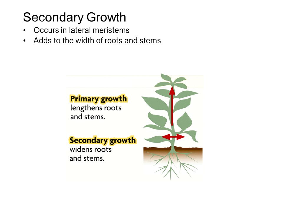 Secondary Growth Occurs in lateral meristems