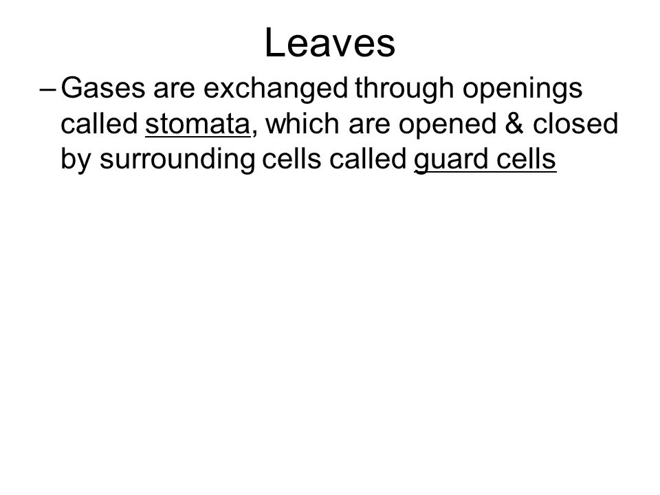 Leaves Gases are exchanged through openings called stomata, which are opened & closed by surrounding cells called guard cells.