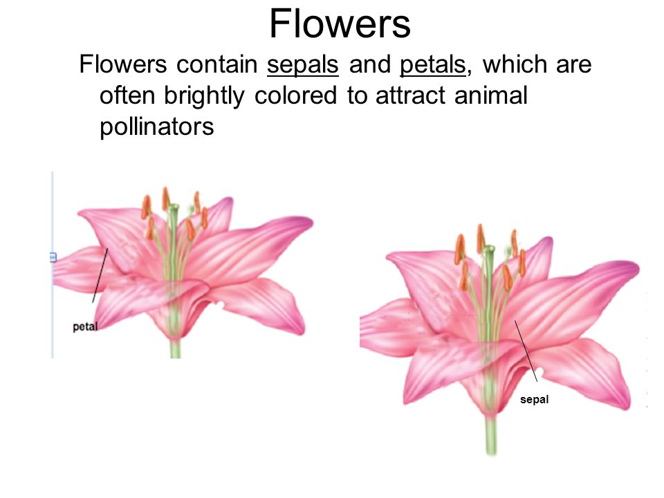 Flowers Flowers contain sepals and petals, which are often brightly colored to attract animal pollinators.