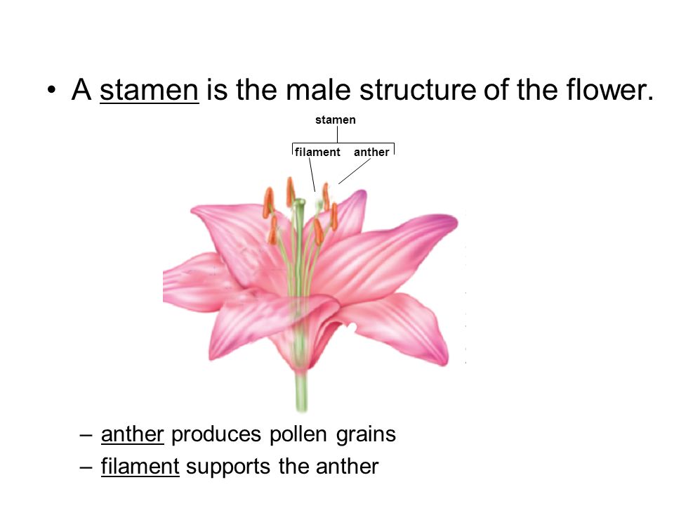 A stamen is the male structure of the flower.