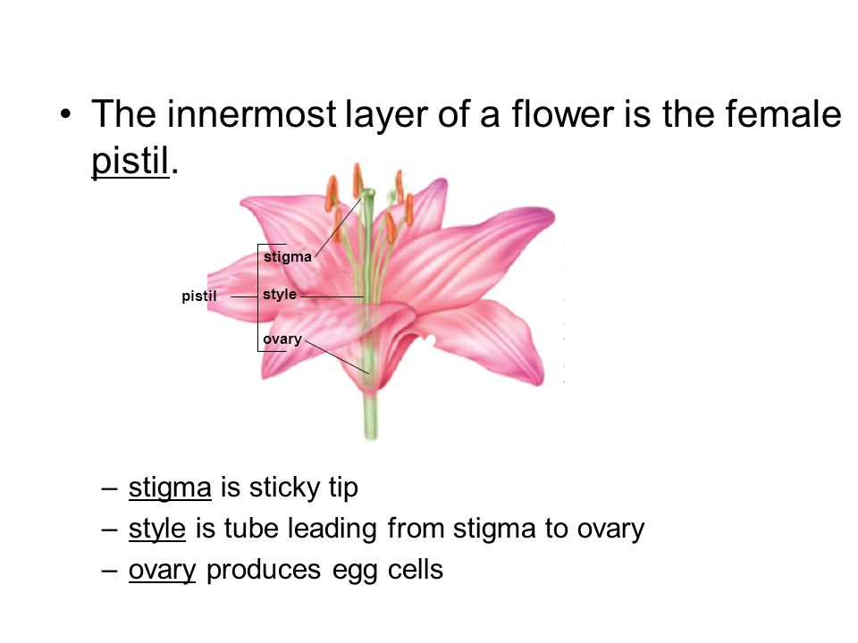 The innermost layer of a flower is the female pistil.