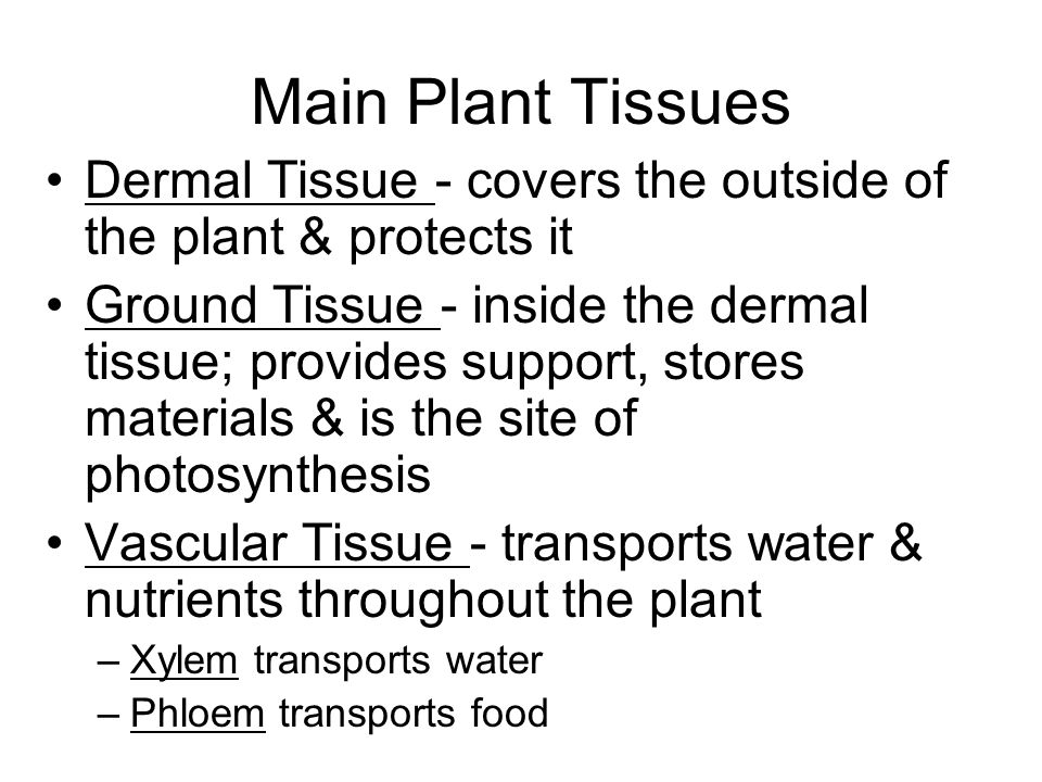 Main Plant Tissues Dermal Tissue - covers the outside of the plant & protects it.