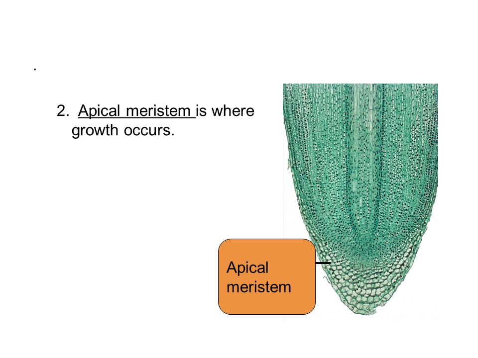 . 2. Apical meristem is where growth occurs. Apical meristem