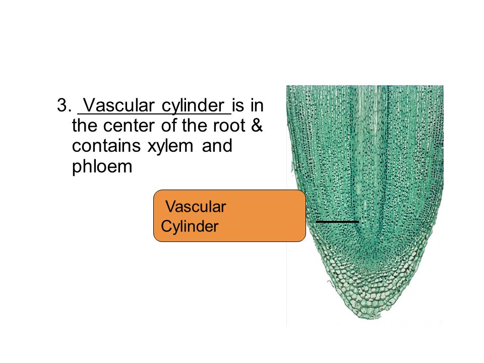 3. Vascular cylinder is in the center of the root & contains xylem and phloem
