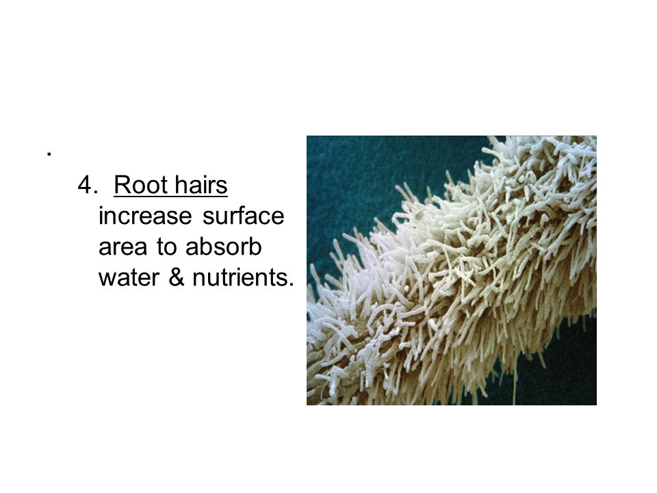 . 4. Root hairs increase surface area to absorb water & nutrients.