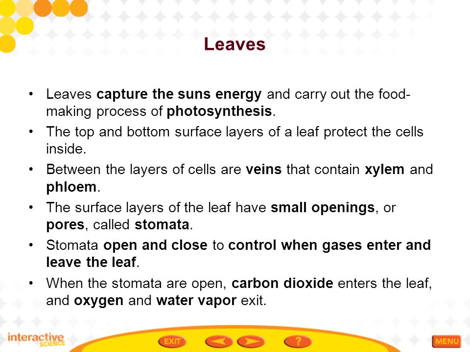 Leaves Leaves capture the suns energy and carry out the food-making process of photosynthesis.