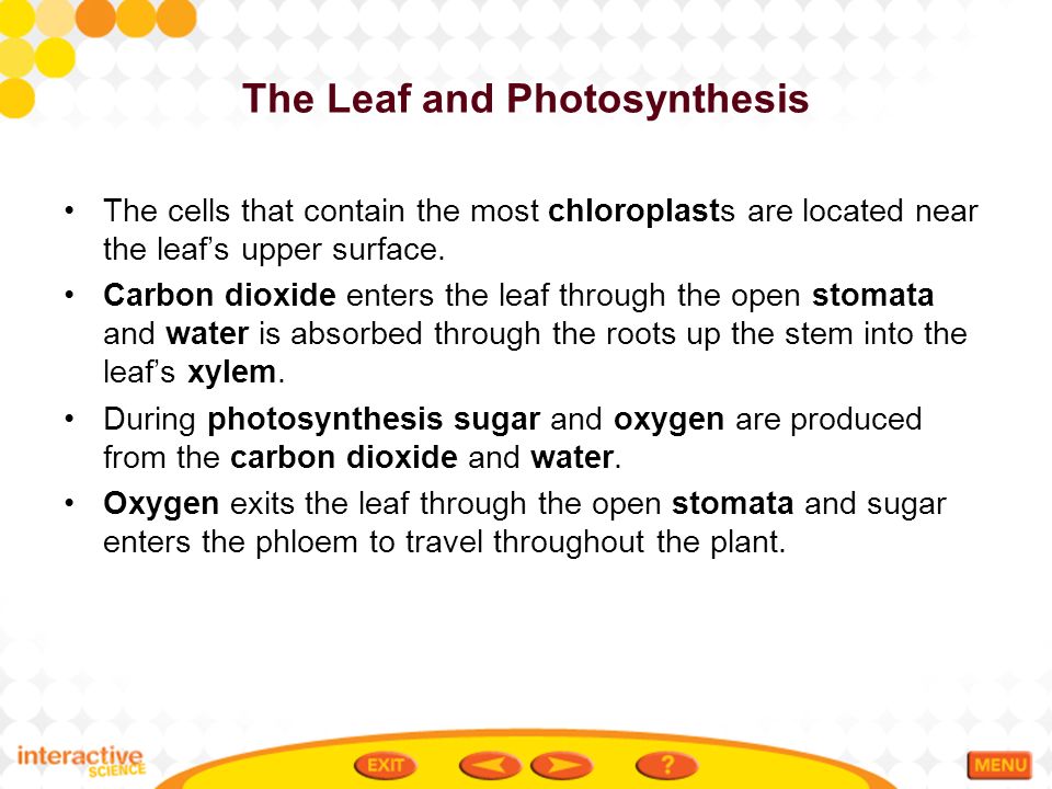 The Leaf and Photosynthesis