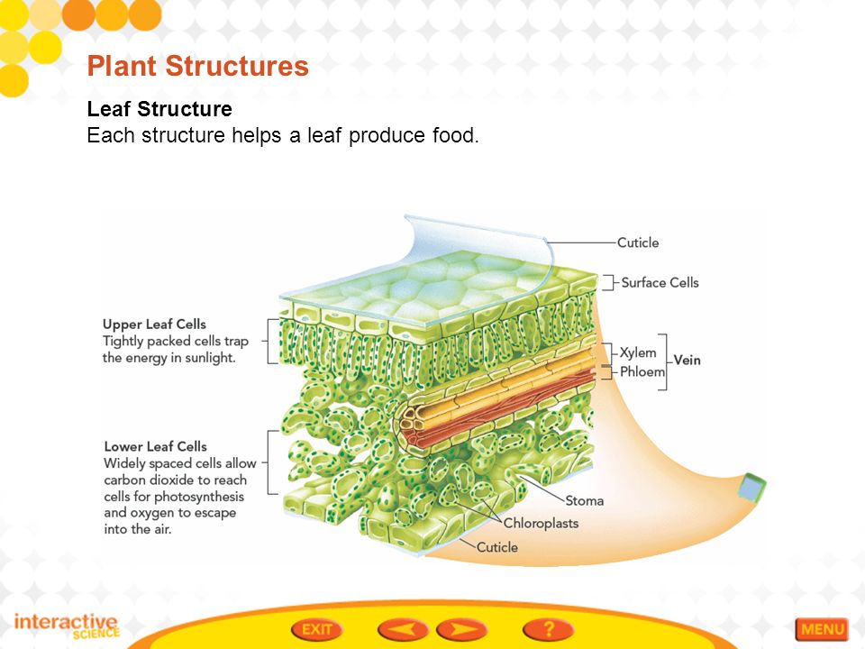 Plant Structures Leaf Structure