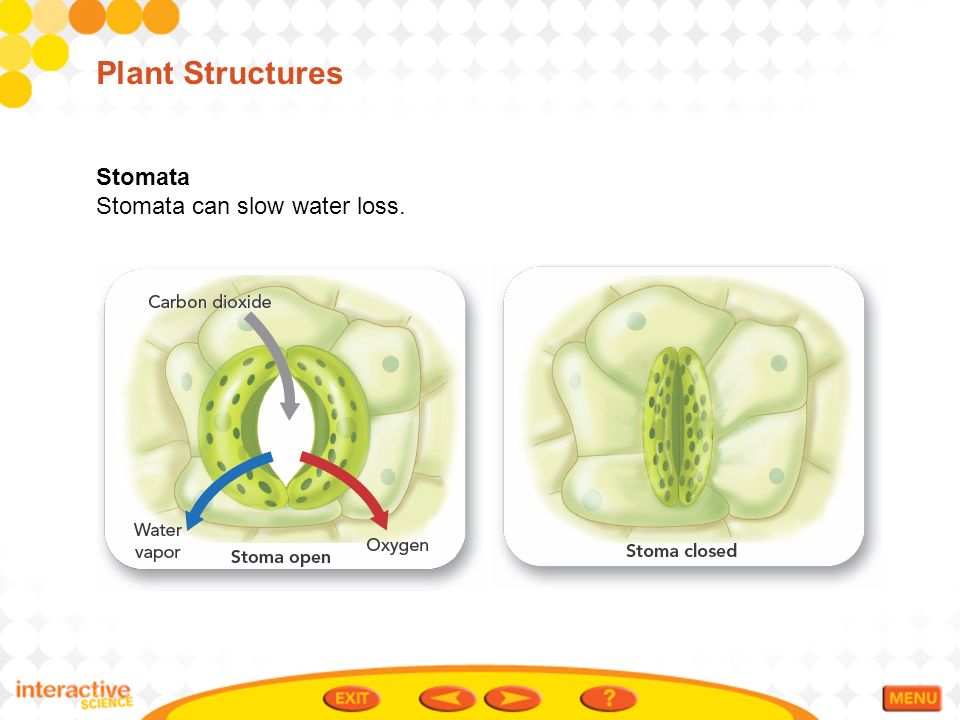 Plant Structures Stomata Stomata can slow water loss.