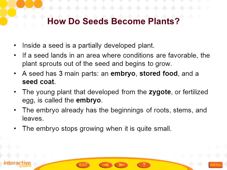 How Do Seeds Become Plants