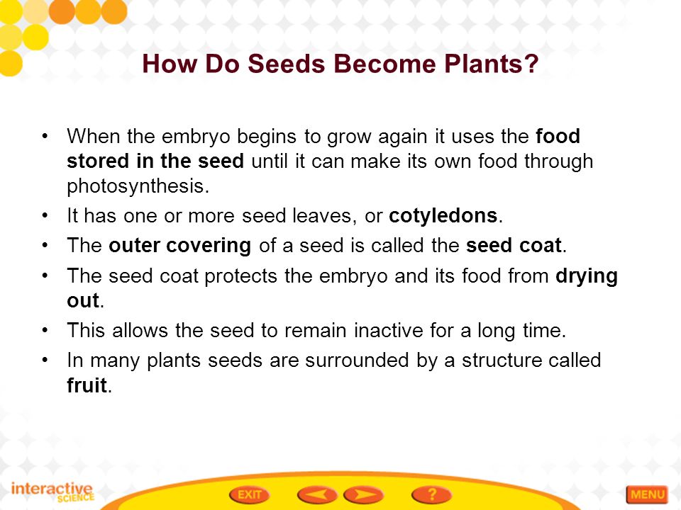 How Do Seeds Become Plants