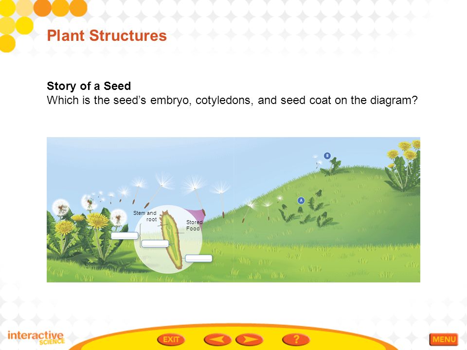 Plant Structures Story of a Seed