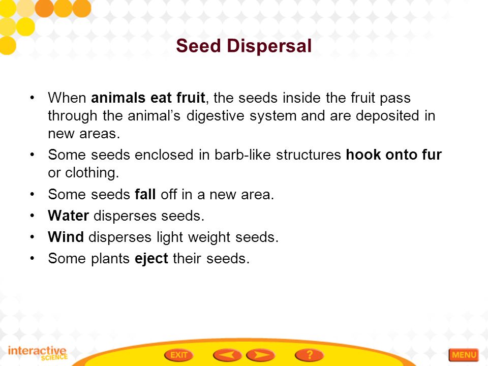 Seed Dispersal When animals eat fruit, the seeds inside the fruit pass through the animal’s digestive system and are deposited in new areas.