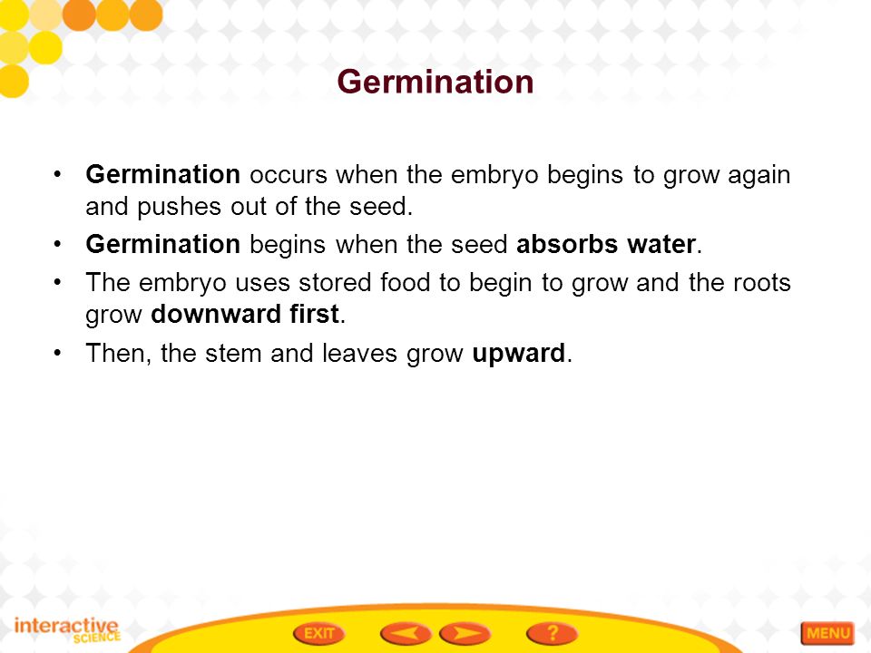 Germination Germination occurs when the embryo begins to grow again and pushes out of the seed. Germination begins when the seed absorbs water.