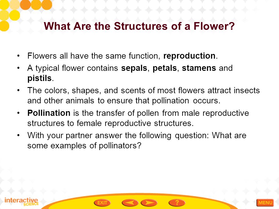 What Are the Structures of a Flower